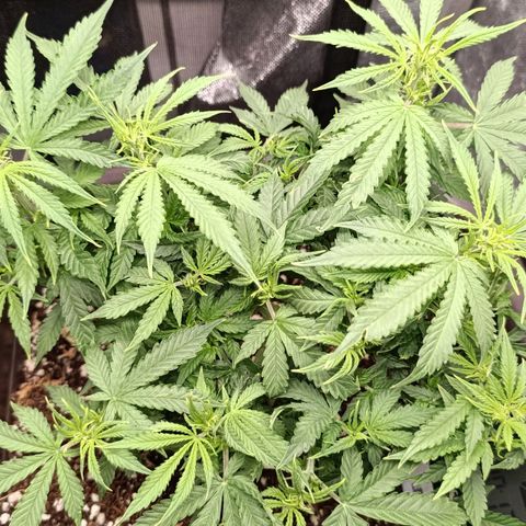 Ak-47 Auto growlog timeline photo