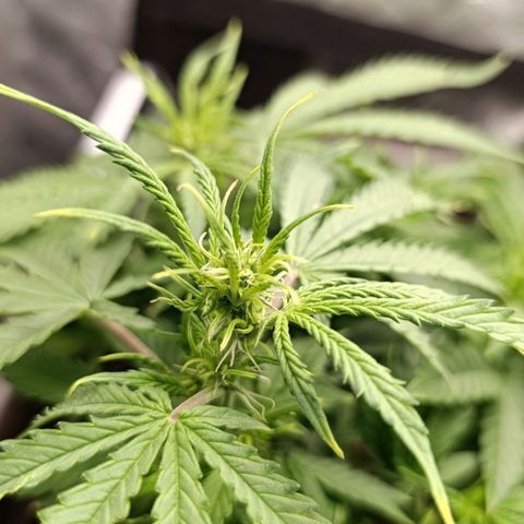 Ak-47 Auto growlog timeline photo