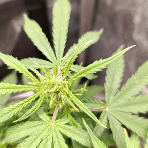 Ak-47 Auto growlog timeline photo