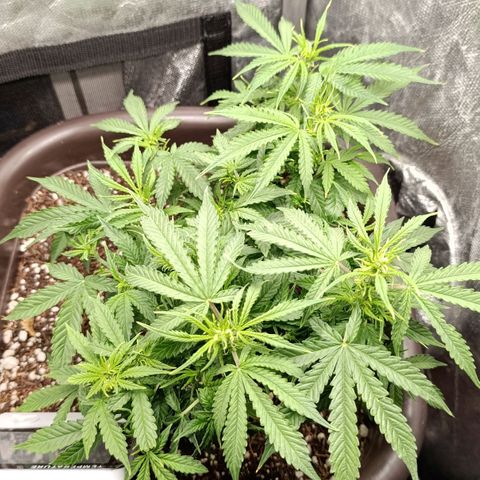 Ak-47 Auto growlog timeline photo