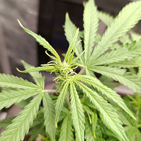 Ak-47 Auto growlog timeline photo