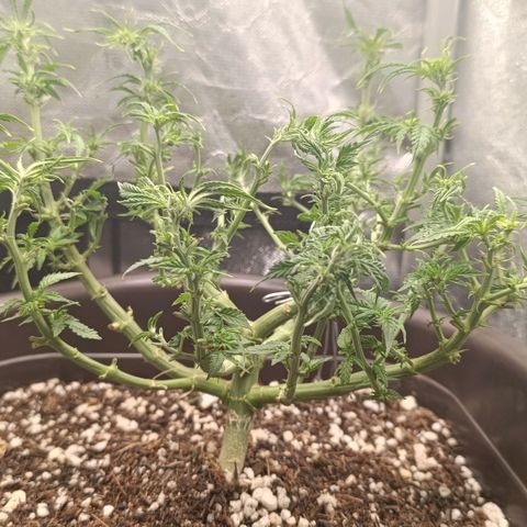 Ak-47 Auto growlog photo: Salve ✌🏾 5° Desfolhamento segunda semana se flora, crescimento diário considerável hoje é dia de adubo ... 