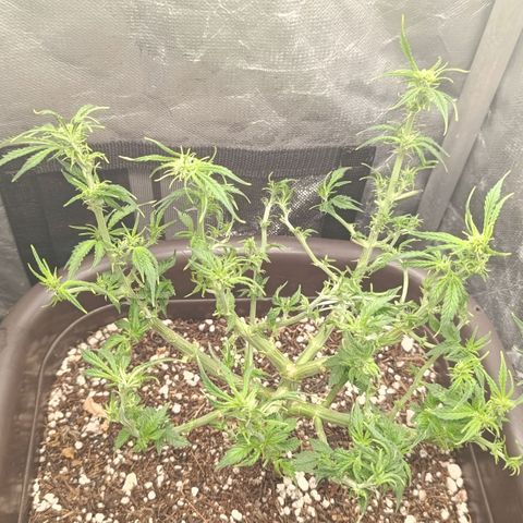 Ak-47 Auto growlog photo: Salve ✌🏾 5° Desfolhamento segunda semana se flora, crescimento diário considerável hoje é dia de adubo ... 