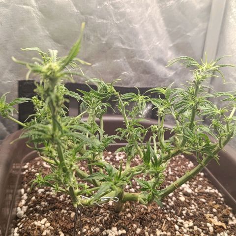 Ak-47 Auto growlog photo: Salve ✌🏾 5° Desfolhamento segunda semana se flora, crescimento diário considerável hoje é dia de adubo ... 