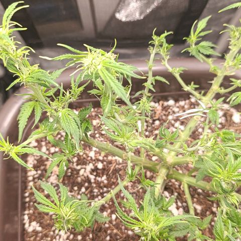 Ak-47 Auto growlog photo: Salve ✌🏾 5° Desfolhamento segunda semana se flora, crescimento diário considerável hoje é dia de adubo ... 