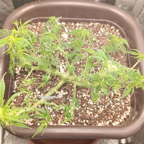 Ak-47 Auto growlog photo: Salve ✌🏾 5° Desfolhamento segunda semana se flora, crescimento diário considerável hoje é dia de adubo ... 