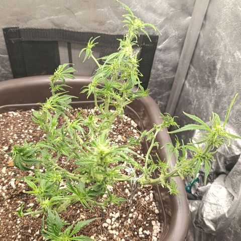 Ak-47 Auto growlog photo: Salve ✌🏾 5° Desfolhamento segunda semana se flora, crescimento diário considerável hoje é dia de adubo ... 