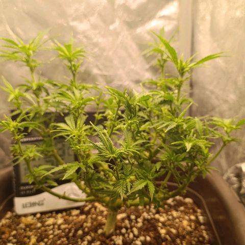 Ak-47 Auto growlog timeline photo