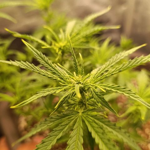 Ak-47 Auto growlog timeline photo