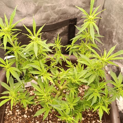 Ak-47 Auto growlog timeline photo
