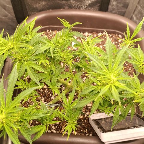 Ak-47 Auto growlog timeline photo