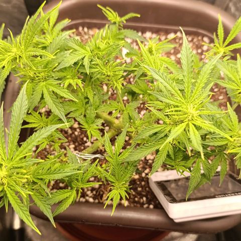 Ak-47 Auto growlog timeline photo