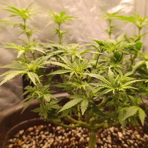 Ak-47 Auto growlog timeline photo