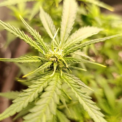 Ak-47 Auto growlog timeline photo