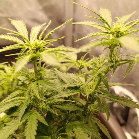 Ak-47 Auto growlog timeline photo