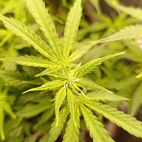 Ak-47 Auto growlog timeline photo