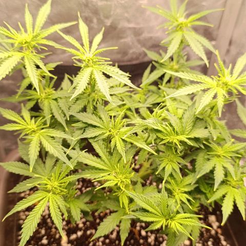 Ak-47 Auto growlog timeline photo
