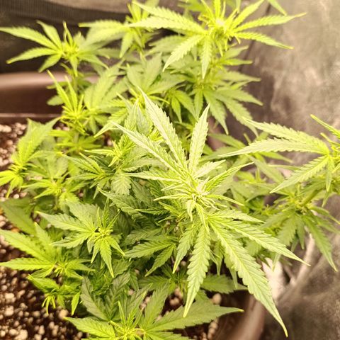 Ak-47 Auto growlog timeline photo