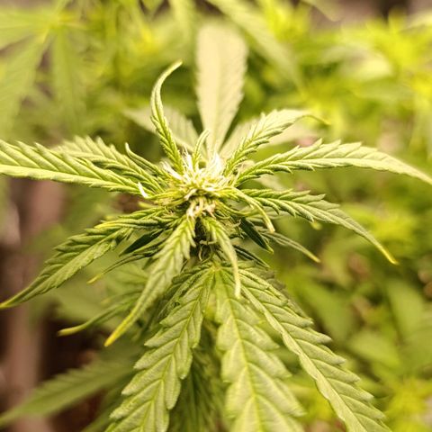 Ak-47 Auto growlog photo: Salve ✌🏾 as folhas já voltaram com força, fiz uma rega com 4-14-8 provavelmente vai ser a última vou vms entrar na 4 semana de flora vou mudar para o 7-20-10 Dimy Rosa do Deserto e vou com ele que até os últimos 10 dias de flora 