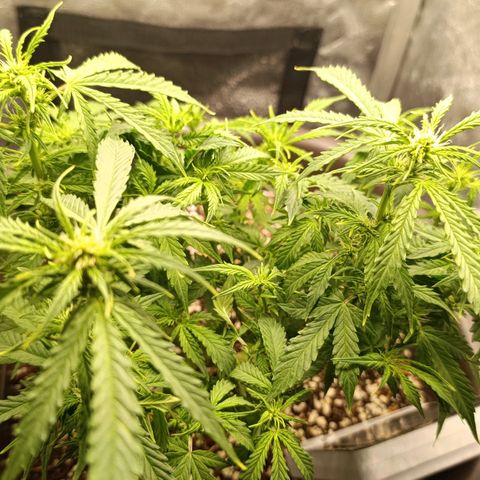 Ak-47 Auto growlog photo: Salve ✌🏾 as folhas já voltaram com força, fiz uma rega com 4-14-8 provavelmente vai ser a última vou vms entrar na 4 semana de flora vou mudar para o 7-20-10 Dimy Rosa do Deserto e vou com ele que até os últimos 10 dias de flora 