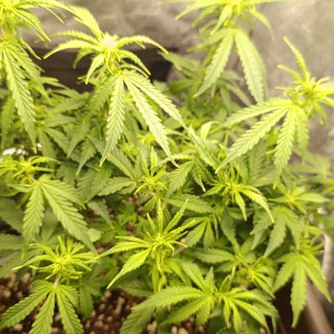 Ak-47 Auto growlog photo: Salve ✌🏾 as folhas já voltaram com força, fiz uma rega com 4-14-8 provavelmente vai ser a última vou vms entrar na 4 semana de flora vou mudar para o 7-20-10 Dimy Rosa do Deserto e vou com ele que até os últimos 10 dias de flora 