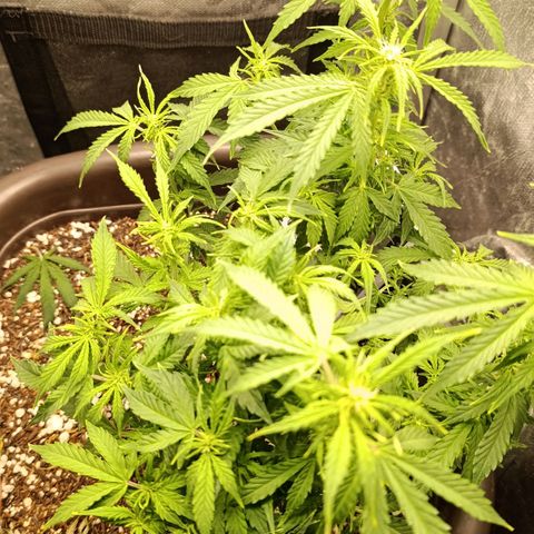 Ak-47 Auto growlog photo: Salve ✌🏾 as folhas já voltaram com força, fiz uma rega com 4-14-8 provavelmente vai ser a última vou vms entrar na 4 semana de flora vou mudar para o 7-20-10 Dimy Rosa do Deserto e vou com ele que até os últimos 10 dias de flora 