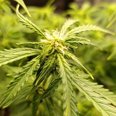 Ak-47 Auto growlog timeline photo