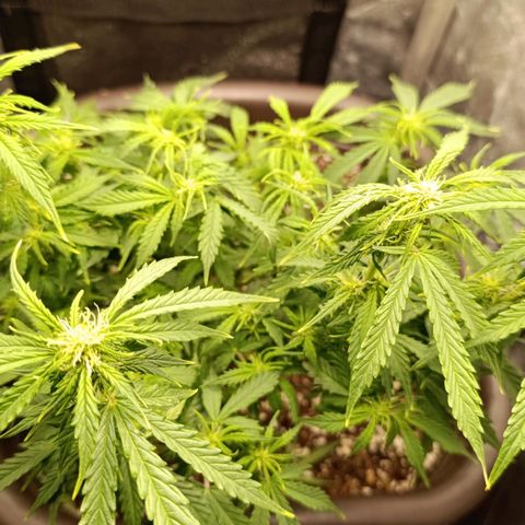 Ak-47 Auto growlog timeline photo