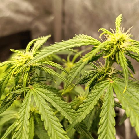 Ak-47 Auto growlog timeline photo