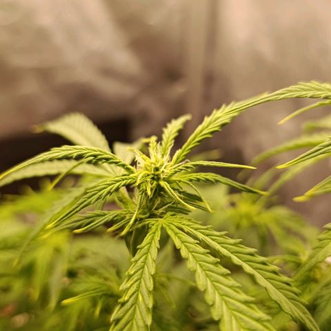 Ak-47 Auto growlog photo: Salve ✌🏾 as folhas já voltaram com força, fiz uma rega com 4-14-8 provavelmente vai ser a última vou vms entrar na 4 semana de flora vou mudar para o 7-20-10 Dimy Rosa do Deserto e vou com ele que até os últimos 10 dias de flora 