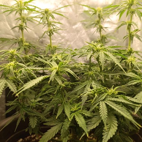 Ak-47 Auto growlog timeline photo