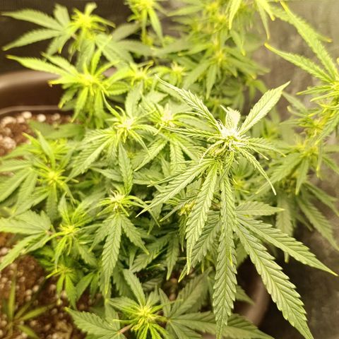 Ak-47 Auto growlog timeline photo
