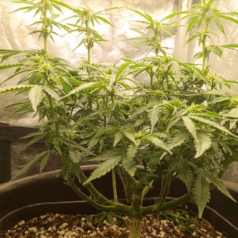 Ak-47 Auto growlog timeline photo