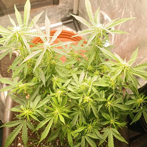 Ak-47 Auto growlog timeline photo