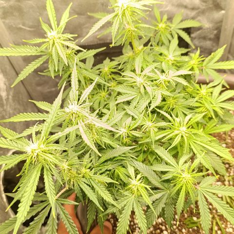 Ak-47 Auto growlog timeline photo