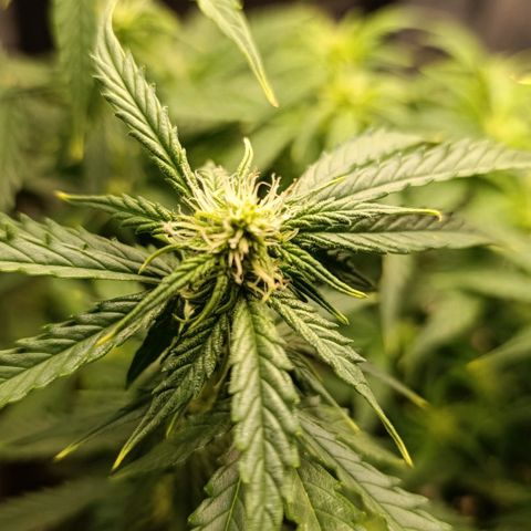 Ak-47 Auto growlog timeline photo