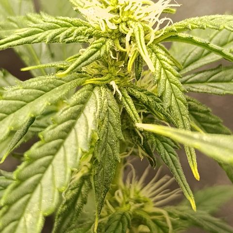Ak-47 Auto growlog timeline photo