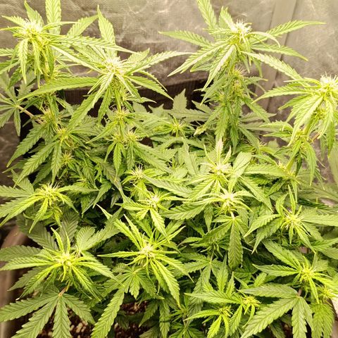 Ak-47 Auto growlog timeline photo