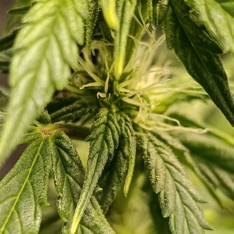 Ak-47 Auto growlog timeline photo