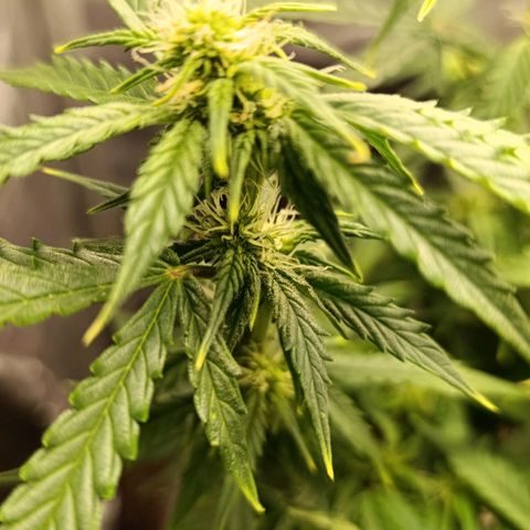 Ak-47 Auto growlog timeline photo