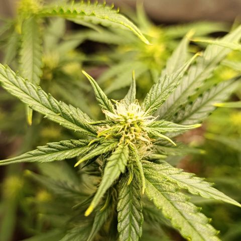 Ak-47 Auto growlog photo: Salve ✌🏾 Dei uma limpada nas folhas pra entrar luz 