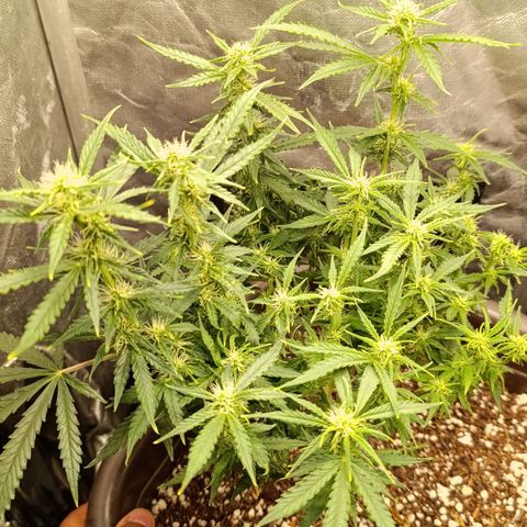Ak-47 Auto growlog photo: Salve ✌🏾 Dei uma limpada nas folhas pra entrar luz 
