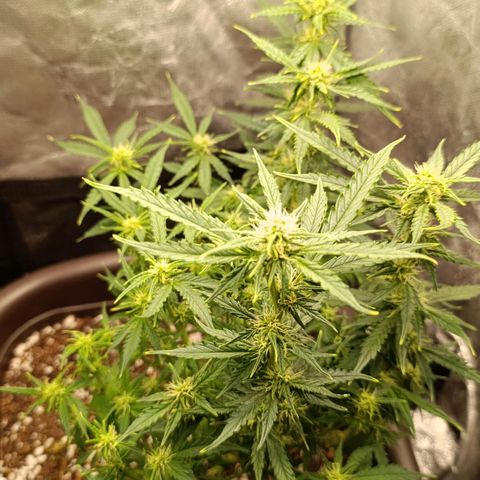 Ak-47 Auto growlog photo: Salve ✌🏾 Dei uma limpada nas folhas pra entrar luz 