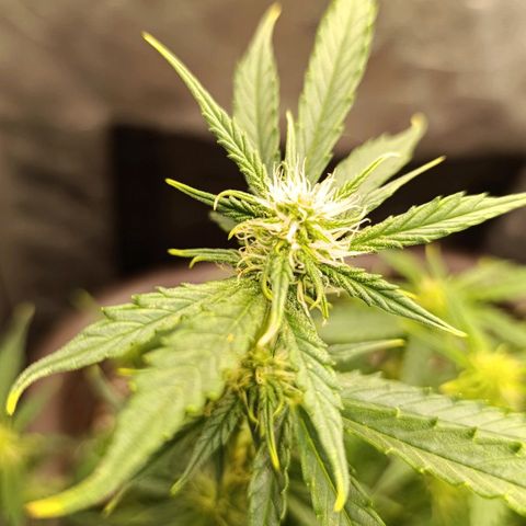 Ak-47 Auto growlog photo: Salve ✌🏾 Dei uma limpada nas folhas pra entrar luz 