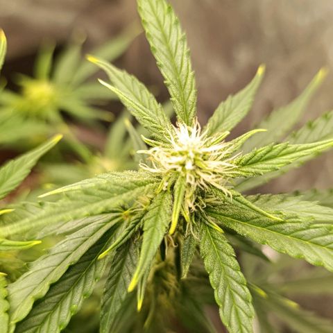 Ak-47 Auto growlog photo: Salve ✌🏾 Dei uma limpada nas folhas pra entrar luz 