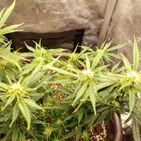 Ak-47 Auto growlog photo: Salve ✌🏾 Dei uma limpada nas folhas pra entrar luz 