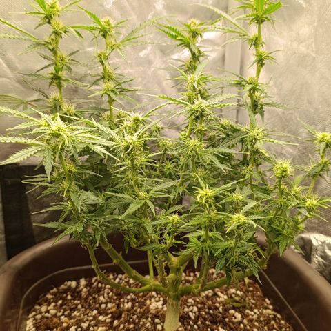 Ak-47 Auto growlog photo: Salve ✌🏾 Dei uma limpada nas folhas pra entrar luz 