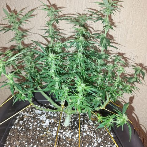 Ak-47 Auto growlog photo: Salve ✌🏾 resolvi voltar com as amarrar para entrar mais luz, primeira filha, minhas podas precisando ser melhoradas KKK com o tempo aprendo 😅