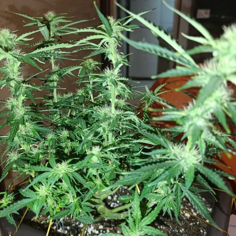 Ak-47 Auto growlog photo: Salve ✌🏾 resolvi voltar com as amarrar para entrar mais luz, primeira filha, minhas podas precisando ser melhoradas KKK com o tempo aprendo 😅