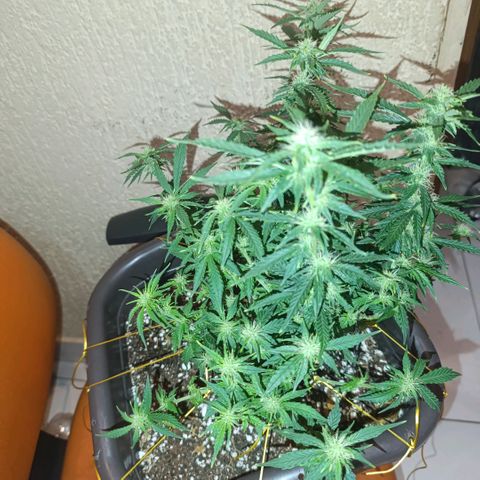 Ak-47 Auto growlog photo: Salve ✌🏾 resolvi voltar com as amarrar para entrar mais luz, primeira filha, minhas podas precisando ser melhoradas KKK com o tempo aprendo 😅